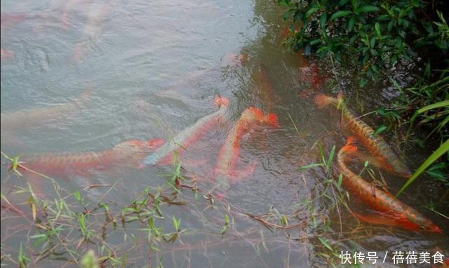  『升高』气温持续升高，哪些热带观赏鱼，现在就可以不用加温饲养了？