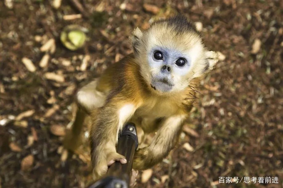 徒步神农架，穿越无人区