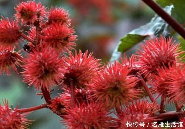  [蓖麻]红红火火的观赏蓖麻，盆栽可以矮化到几十厘米高，三月播种最好