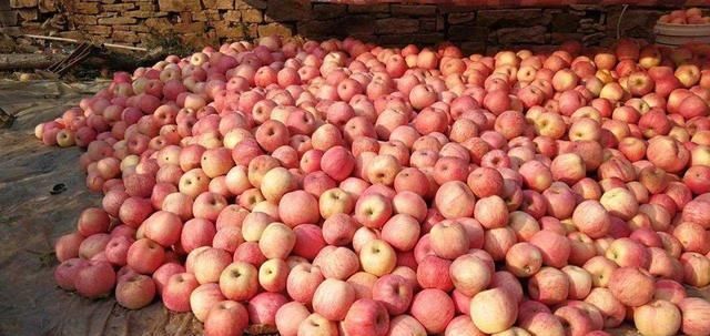  产地■产地收购价逼近45元，全程人工采摘极其危险！农民：能赚