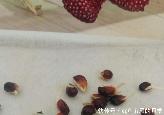 草莓■阳台上盆栽草莓,好吃好种又好看,结的果子四季吃不完!