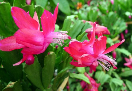  「蟹爪兰」天热就养这些花草，花朵硕大又好养，阳台种植成花海