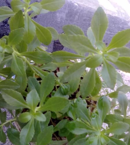  『红艳』法国蔷薇花密，色艳，香浓，秋果红艳，是极好的垂直绿化材料。
