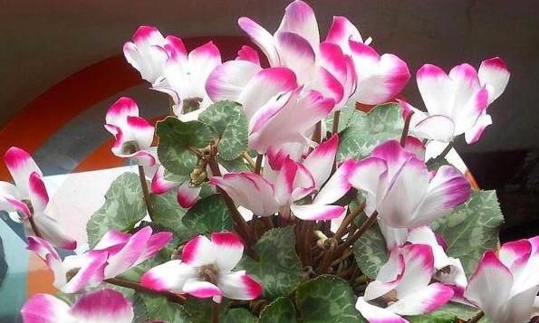 「花卉植物」养仙客来有“技巧”，做好这“4点”，花枝“蹿不停”，多开1季！