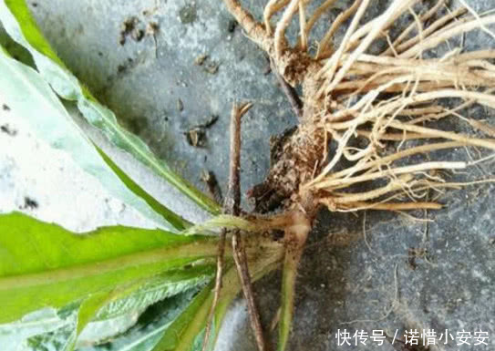 此物在农村不仅很常见，而且价值还贼珍贵，很多人都不了解它