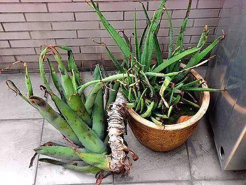  『身体』这3种植物再“丑”，但却是家庭的“保护神”，养1盆身体更健康！