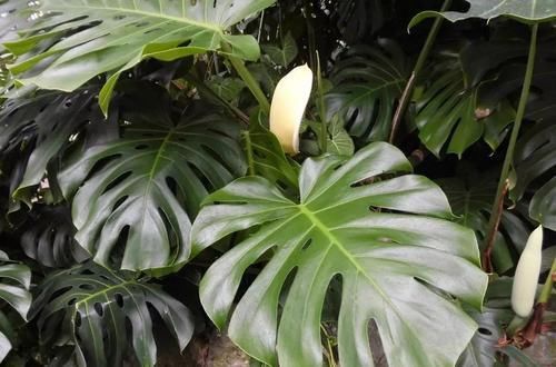  「适合」叶面长满龟状裂纹的龟背竹，适合养成观叶植物，养好还能爬藤生长