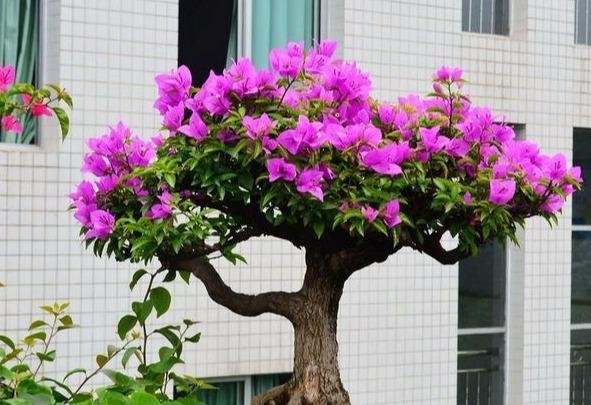  花开满@学着给“三角梅”剪几刀，花开满盆，连“叶子”都隐身啦！