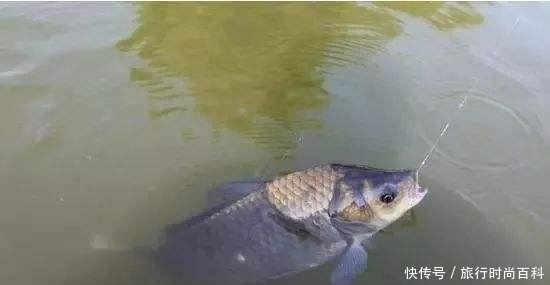 『解决』“春分”到小鱼闹,鲫鱼变得不好钓!巧用小鸡饲粒解决烦恼