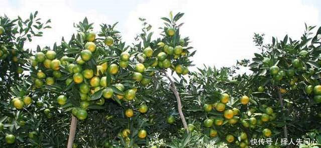 农民在地里种它，亩赚一万多元