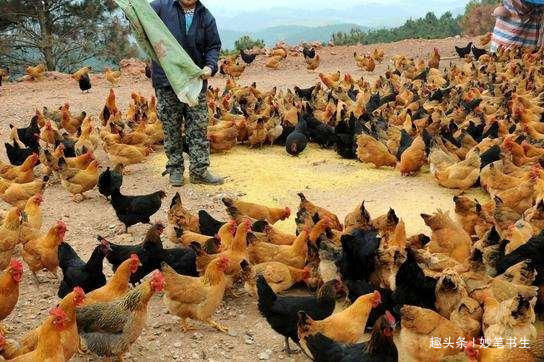  竟然：农村又有牛人了，养鸡竟然用这种办法