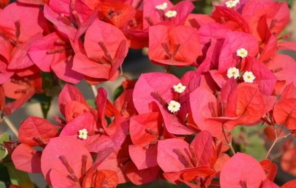  『长寿花』再便宜也别买,用这4个小方法,轻松养出10盆花!