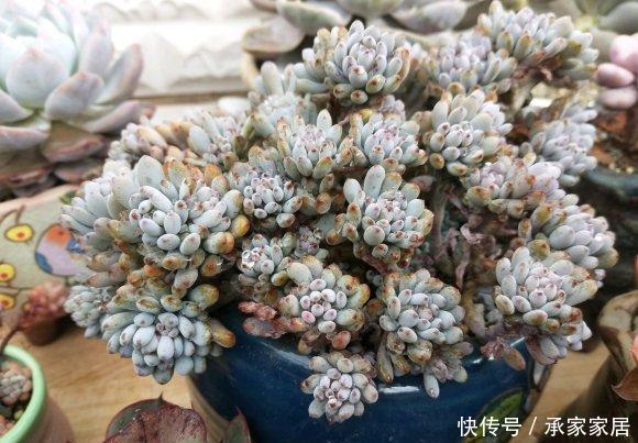 管住|6种多肉“度夏必死”,管住手、少浇水,不然分分钟黑腐