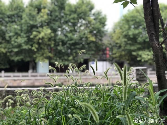  「春天」40种小野花，春天开得正美，挖几棵回家，不用买花了！