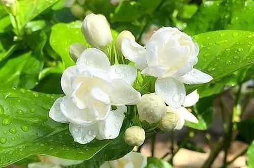  扦插：哪个季节扦插茉莉花最好？不早不晚就现在，剪根枝条就成活