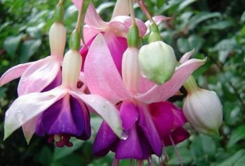  『吊钟海棠』养花养这四款，花香幽香暗淡，年年开花不断，花色多又艳