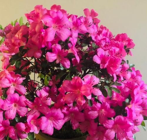 『艳丽』喜欢在家中养护漂亮花卉,就选择花色艳丽,花期长的花卉,优雅