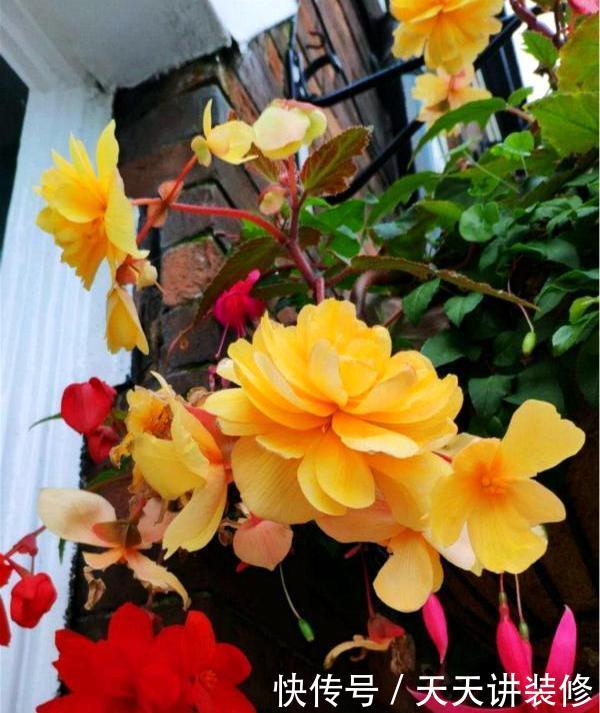 「漂亮」花卉中的“另类”,一蒂两花、一雌一雄,既像牡丹又像茶花