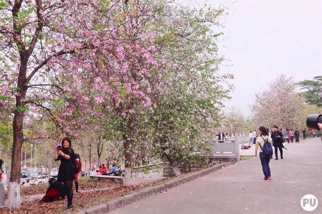 靓！佛山周边1500株樱花已盛开，最美的春天在这里~