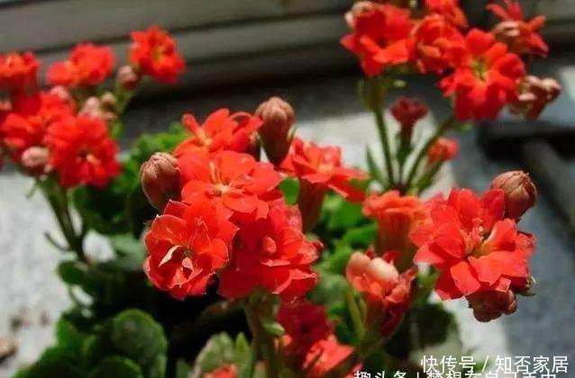 蟹爪兰@这2种花“偷”片叶子“扔”盆里,10天就冒根,2个月就能爆盆!
