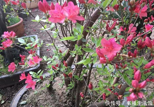  记住：映山红过冬，记住4点，花朵大、色泽鲜艳，开千百朵，漂亮极了
