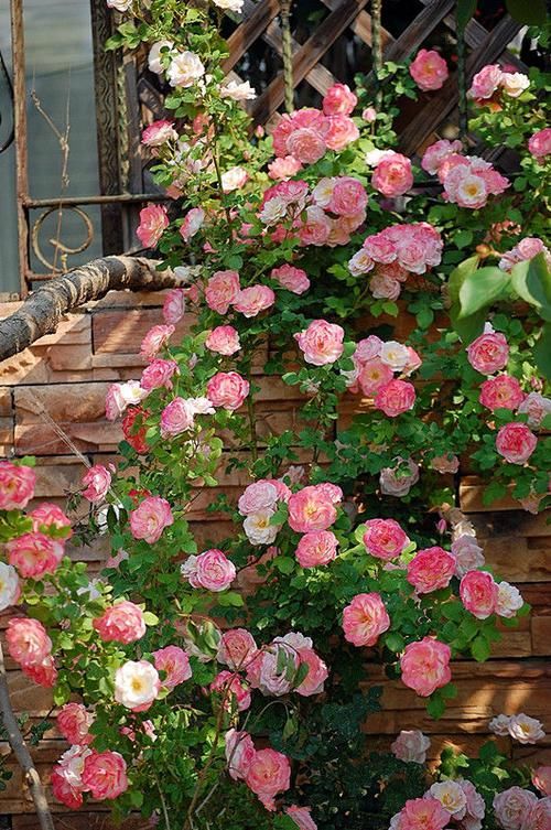  不妨■家里养花，不妨试试这几款，花形别致，开花爆满成花海，懒人专属