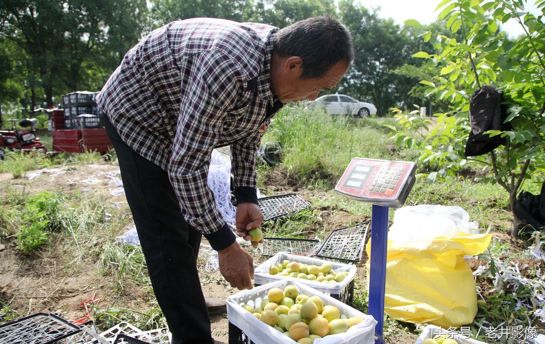 山西运城大杏成熟2元1斤,看冻害过后10亩能卖