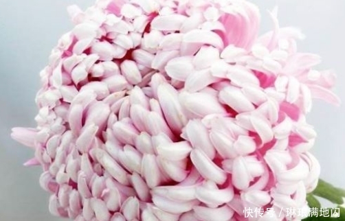 【梦乡】新手养花,不如养盆花中精品“久米梦乡”,似粉嫩少女,清秀优雅