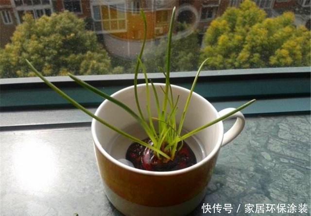 马蹄:厨房的“荸荠”发芽了,“泡”到杯中做成水培景,花友直说有创意