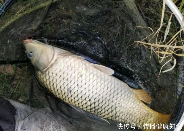  『溶氧量』不喜欢在下雨天钓鱼别怪我没提醒你，下雨天等于“爆护天”