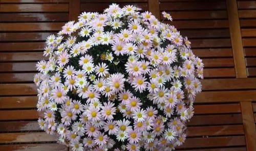 #玛格丽特#网红开花神器格丽特,一开300多天,做好3点,盆盆爆成大花球