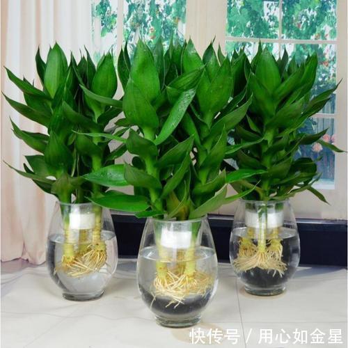  土壤应保持在湿润：盆栽观音竹管理方法