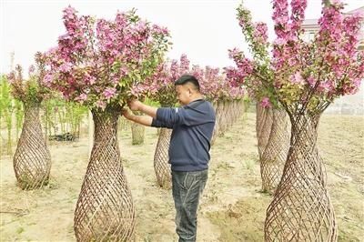  #调整#石家庄市栾城区调整优化农业种植结构成效显著