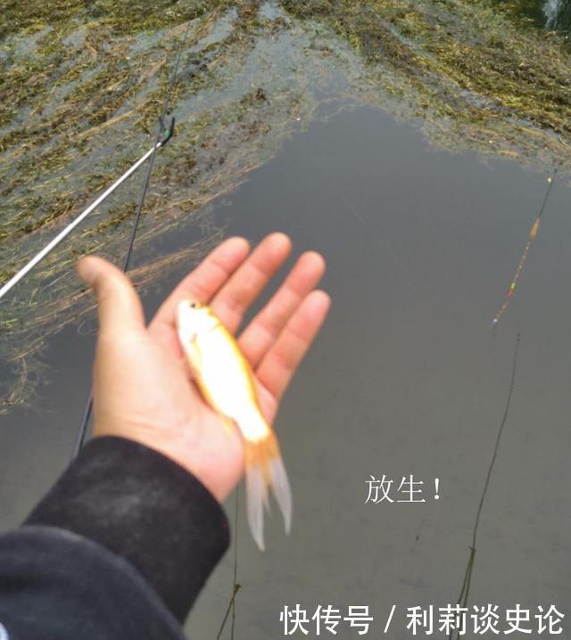 #把它放生#海淀区昆玉河,鲫鱼开口,送你钓小鱼攻略