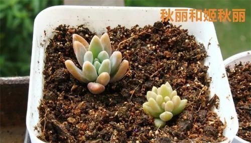  『图片作者』多肉圈也有专用词语，记牢这18个词，告别新手期！