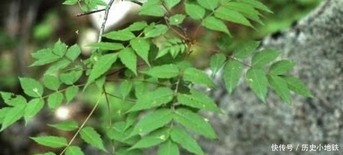  「对漆树」碰不得摸不得，过去农民遇到就砍掉，如今树汁一斤300