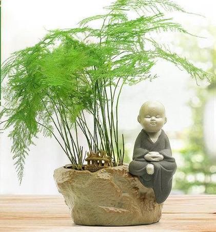  『越爆』这些花最讨厌太阳，越阴凉越爆盆，还能开满花