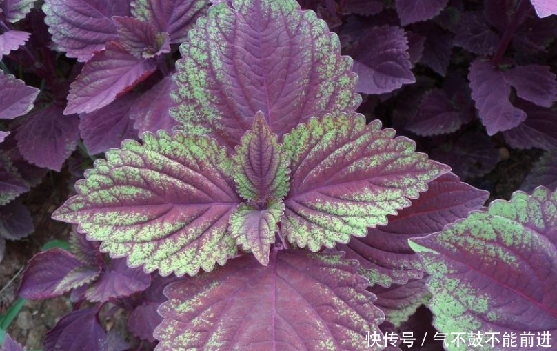  实用价值■这种植物种在阳台上，不仅好看，而且还有很大的实用价值