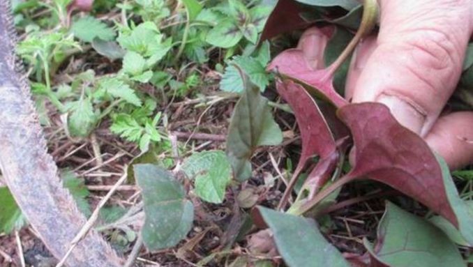  「喂猪」此野菜，农村随处可见，被老农拿去喂猪，现在成了稀罕