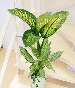  『万年青』水培的斑马万年青，叶子总是发黄，为什么会出现这种情况呢？