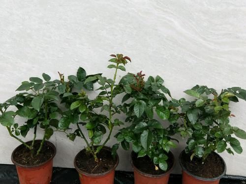  「营养」月季扦插的弱苗怎样养壮实？营养是关键，光照不能少，养根是基本