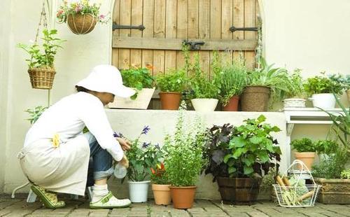 秋季养花，应该在“早晨”浇水吗？老花匠透露：这个“点”才最好