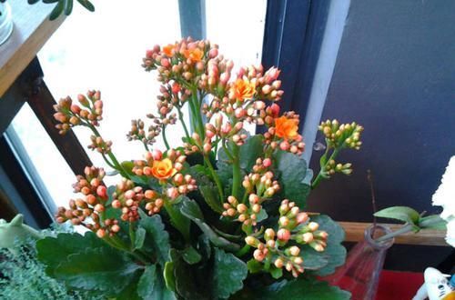  『长寿花』这花就是贱，越不管它越飞速窜芽，一精心照顾却立马嗝屁！