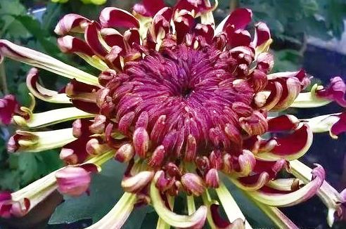  [海蟹]喜欢菊花，不如养盆“菊中珍品”墨蟹，花开如墨，似海蟹横行，美