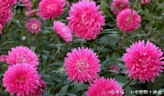  「植物」夏天养这几款花，沾土就活，开花一簇一簇，阳台美成“大观园”