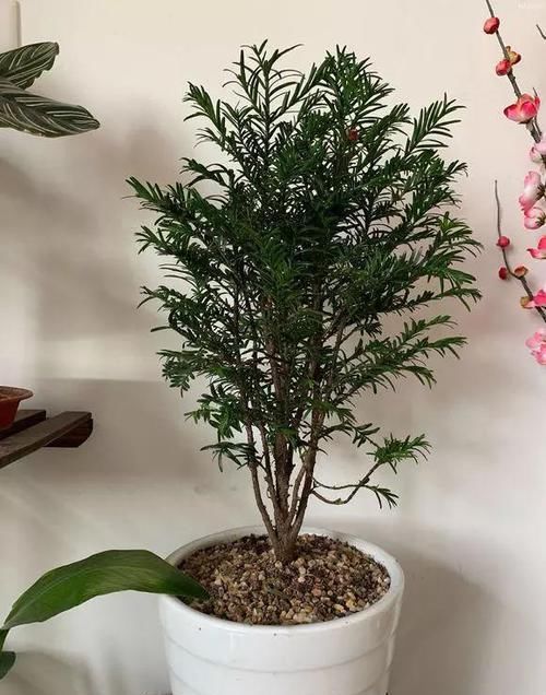 大熊猫@红豆杉号称“植物大熊猫”,净化空气促健康,注意5点红豆挂满枝