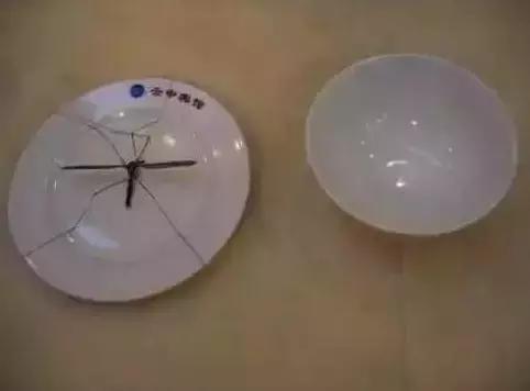 中国哪里的蚊子最猖獗听说这里是国内唯一没有蚊子的地方