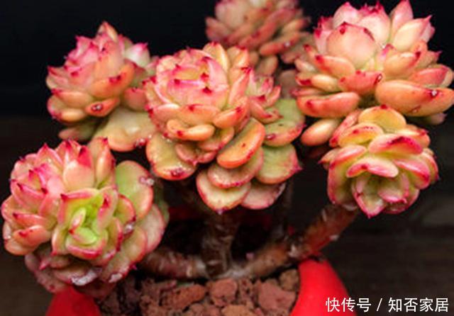  [牡丹]此种多肉状态好时，犹如盛开的牡丹，养护好易爆侧芽，精致迷人