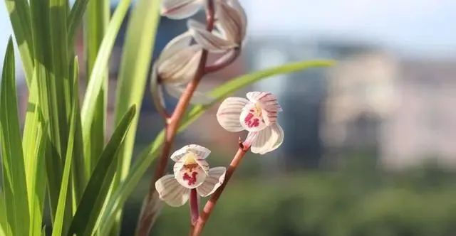  #时间#养兰花,找对3个时间点,兰花新芽猛蹿爆满盆,郁郁葱葱开花旺!