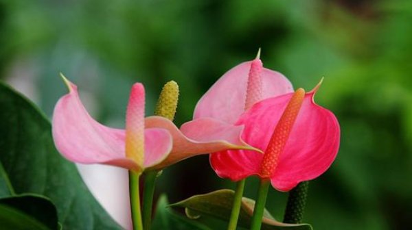  油亮：红掌花,教你几个小窍门,叶子油亮有质感,花朵红彤彤